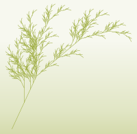 fractalplant.png
